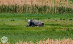 naravni-rezervat-skocjanski-zatok-foto05